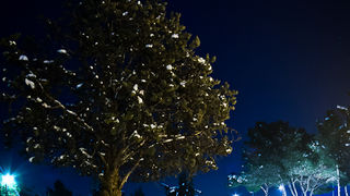 Noćni đir po Višnjiku, Foto: Anđelo Virag