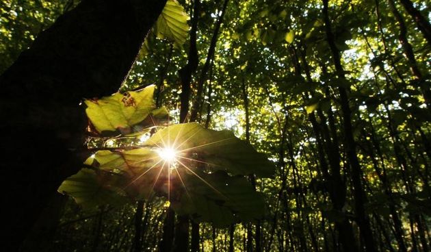 Koprivnica – Igra svjetlosti i mraka u sumi oko grada. Photo: Marijan Susenj/PIXSELL