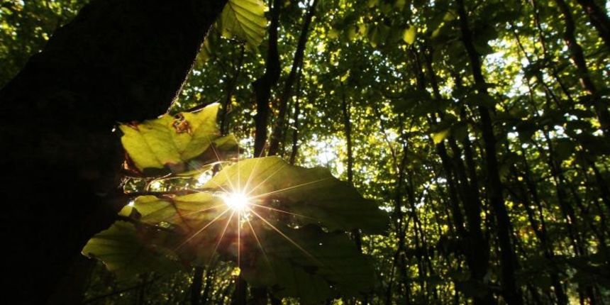 Koprivnica – Igra svjetlosti i mraka u sumi oko grada. Photo: Marijan Susenj/PIXSELL Koprivnica – Igra svjetlosti i mraka u sumi oko grada. Photo: Marijan Susenj/PIXSELL