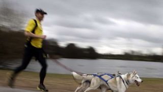 Izložba pasa Crufts 2009 u Birminghamu (Javno.hr)