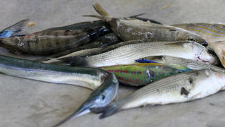 Image 1200371 (auto)