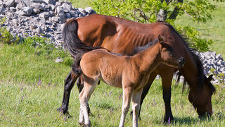 Velebitski divlji konji, Foto: Leo Banić