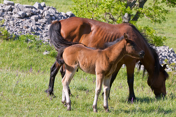 Velebitski divlji konji, Foto: Leo Banić