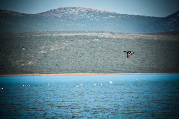 Nedjeljni đir do Parka prirode Vransko jezero i vidikovca Kamenjak, foto: Iva Perinčić Nedjeljni đir do Parka prirode Vransko jezero i vidikovca Kamenjak, foto: Iva Perinčić