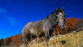 Đir do Zavižana, sjeverni Velebit, foto: Leo Banić