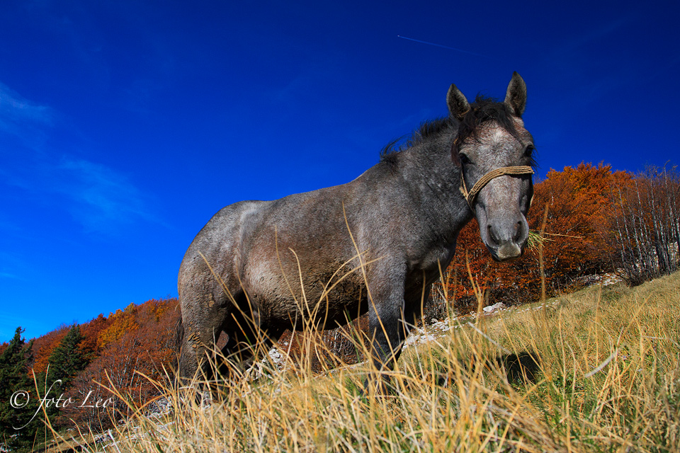 Đir do Zavižana, sjeverni Velebit, foto: Leo Banić