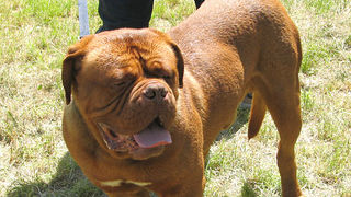 Image 1171045 (auto)