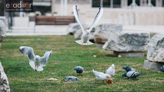 Đir po gradu, četvrtak 27. prosinca 2017. Đir po gradu, četvrtak 27. prosinca 2017.
