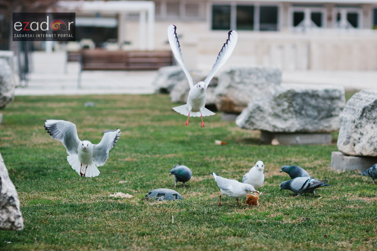 Đir po gradu, četvrtak 27. prosinca 2017. Đir po gradu, četvrtak 27. prosinca 2017.