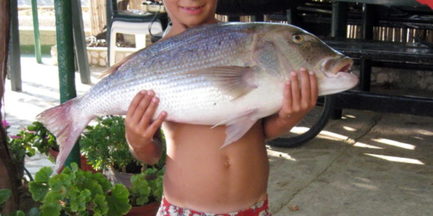 Pag, 280809. Osmogodisnji Djani Ramovic u svojoj ribickoj avanturi ulovio je zubaca teskog 5,10 kilograma, a iz mora su mu ga pomogli izvuci njegov ujak Marjan i susjed Goran koji su prvo mislili da se Djaniu udica zakacila za stijenu. Na fotografiji: D Pag, 280809. Osmogodisnji Djani Ramovic u svojoj ribickoj avanturi ulovio je zubaca teskog 5,10 kilograma, a iz mora su mu ga pomogli izvuci njegov ujak Marjan i susjed Goran koji su prvo mislili da se Djaniu udica zakacila za stijenu. Na fotografiji: D