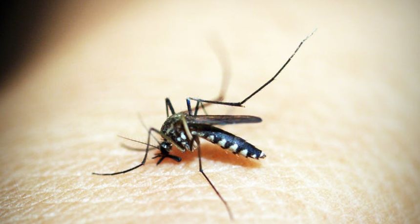 Image 4428437 (auto)