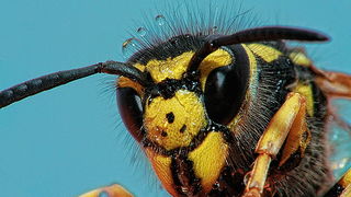 Bibinjski sinac, Foto: Leo Banic Bibinjski sinac, Foto: Leo Banic