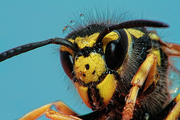 Bibinjski sinac, Foto: Leo Banic Bibinjski sinac, Foto: Leo Banic