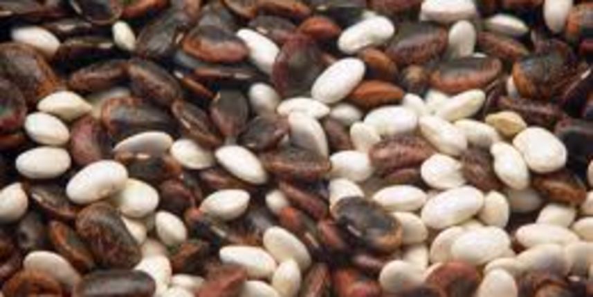 Jako dobar razlog da jedete grah svaki dan, foto: hr.wikipedija.org