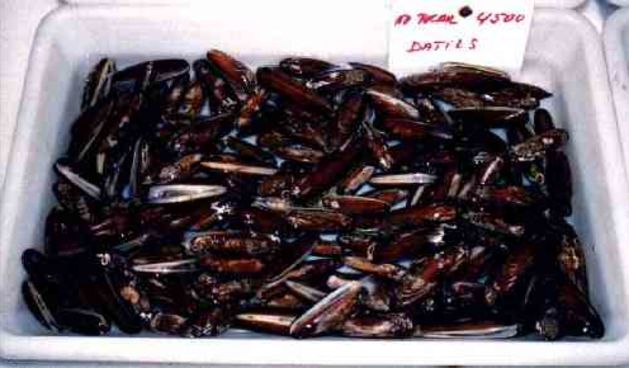 Image 1173439 (auto)