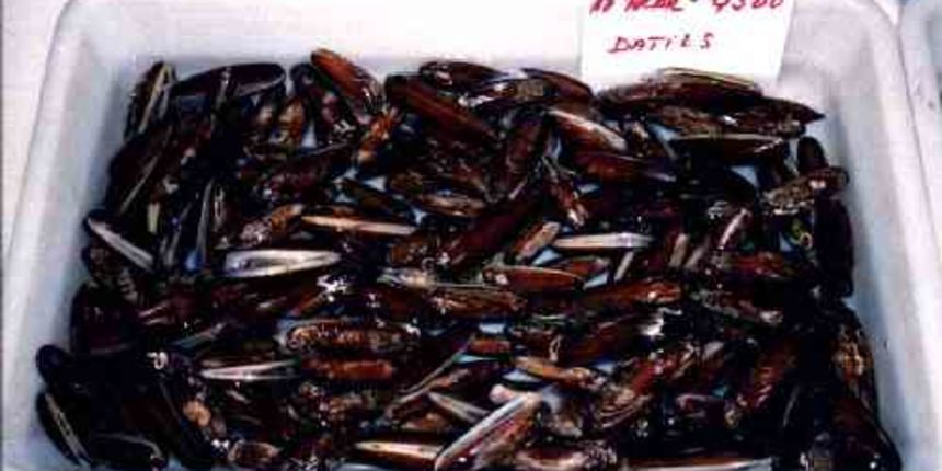 Image 1173439 (auto)