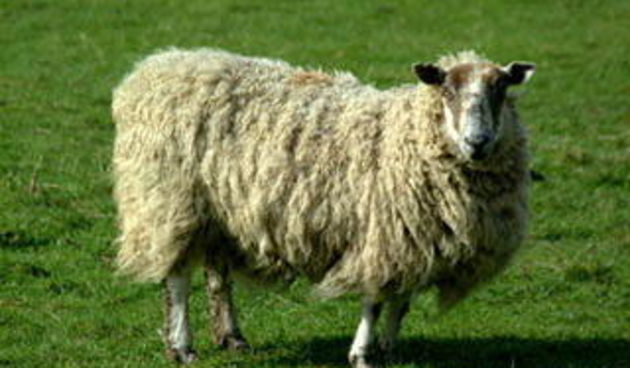 Ovca(Foto:kapotolpuh.blog.hr)