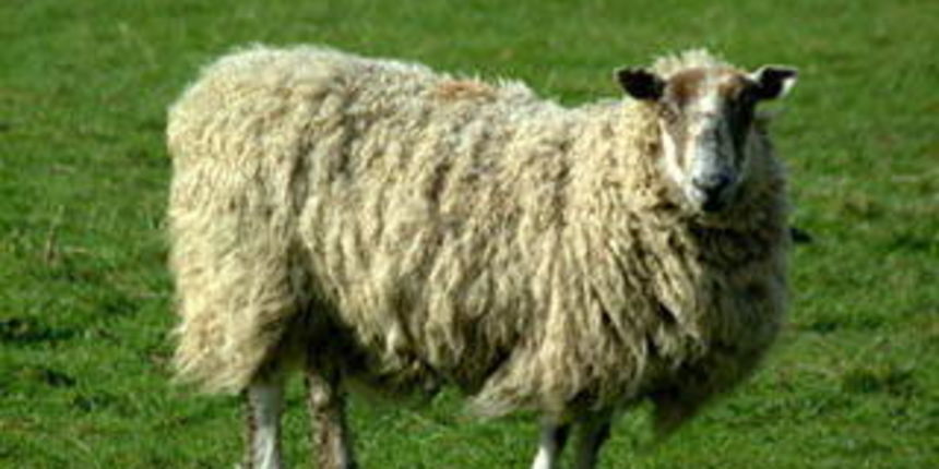 Ovca(Foto:kapotolpuh.blog.hr) Ovca(Foto:kapotolpuh.blog.hr)