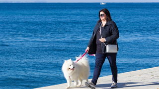 Đir po gradu 29. studenog 2016.