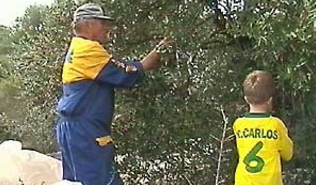 Berba maslina/ilustracija, arhiv