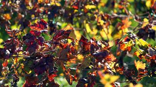 Boje jeseni u vinogradu Boje jeseni u vinogradu