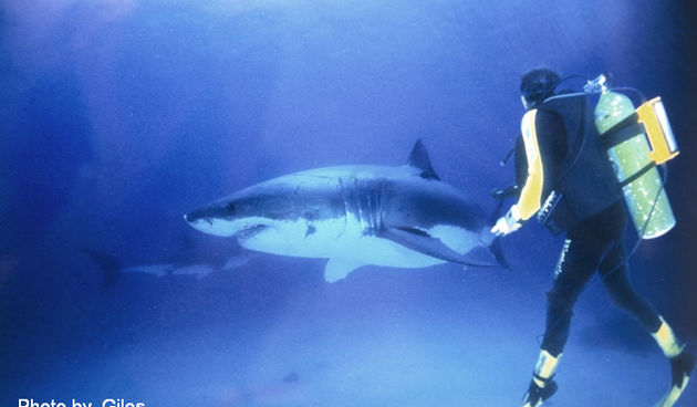 Ronilac i morski pas