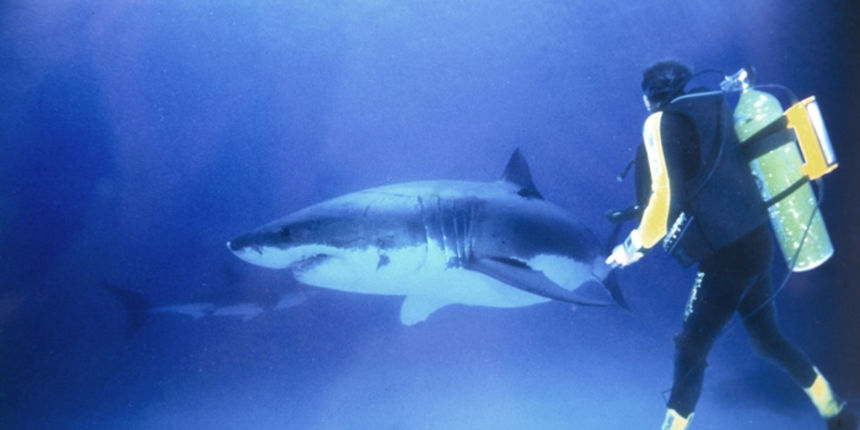 Ronilac i morski pas