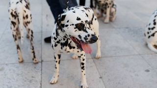 Red Carpet Dalmatian Walk @Trg pet bunara Red Carpet Dalmatian Walk @Trg pet bunara