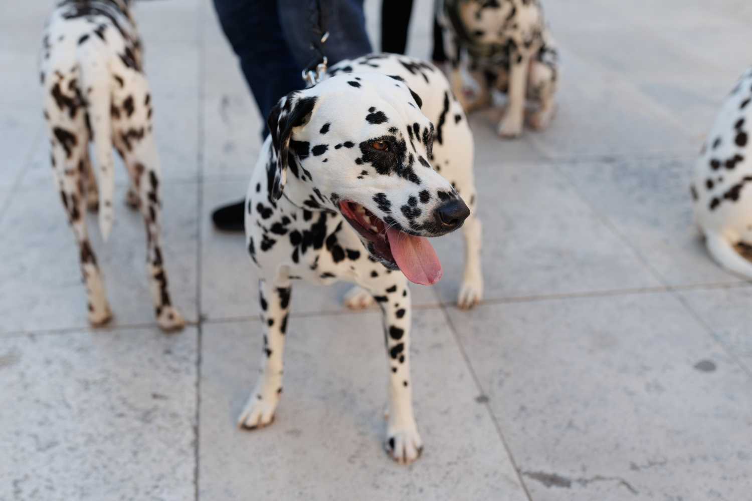 Red Carpet Dalmatian Walk @Trg pet bunara Red Carpet Dalmatian Walk @Trg pet bunara