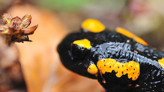 Sjeverni Velebit i Lika u jesen Sjeverni Velebit i Lika u jesen