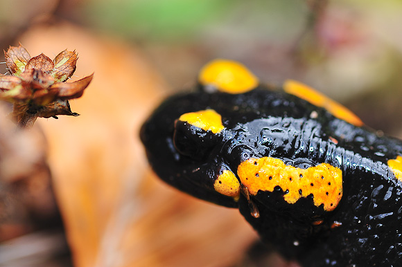 Sjeverni Velebit i Lika u jesen Sjeverni Velebit i Lika u jesen