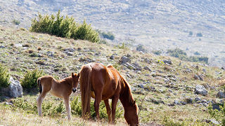 Divlji konji na Velebitu, foto: Leo Banić