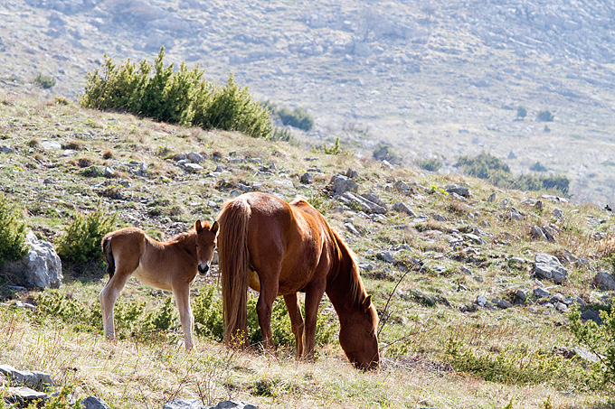 Divlji konji na Velebitu, foto: Leo Banić