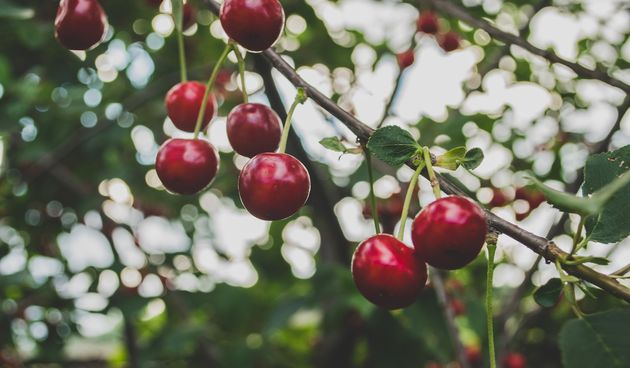 Ašlama trešnja – da li je ašlama samo jedan od naziva ili je ipak vrsta trešnje