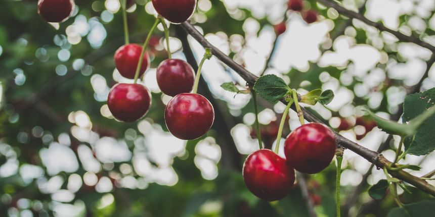 Ašlama trešnja – da li je ašlama samo jedan od naziva ili je ipak vrsta trešnje Ašlama trešnja – da li je ašlama samo jedan od naziva ili je ipak vrsta trešnje