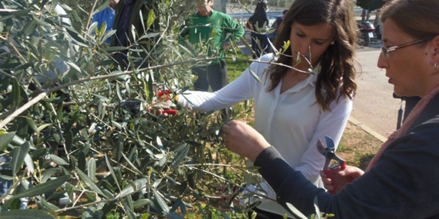 Rezidba maslina na ukućnici škole Vice Vlatkovića Rezidba maslina na ukućnici škole Vice Vlatkovića