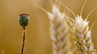Zlatno žito Dalmacije, slama, foto: Leo Banić
