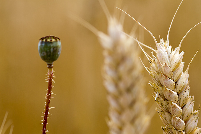 Zlatno žito Dalmacije, slama, foto: Leo Banić