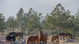 Veliko Rujno: Drago Krapić vlasnik je pedesetak konja koji obitavaju na velebitskim pašnjacima
