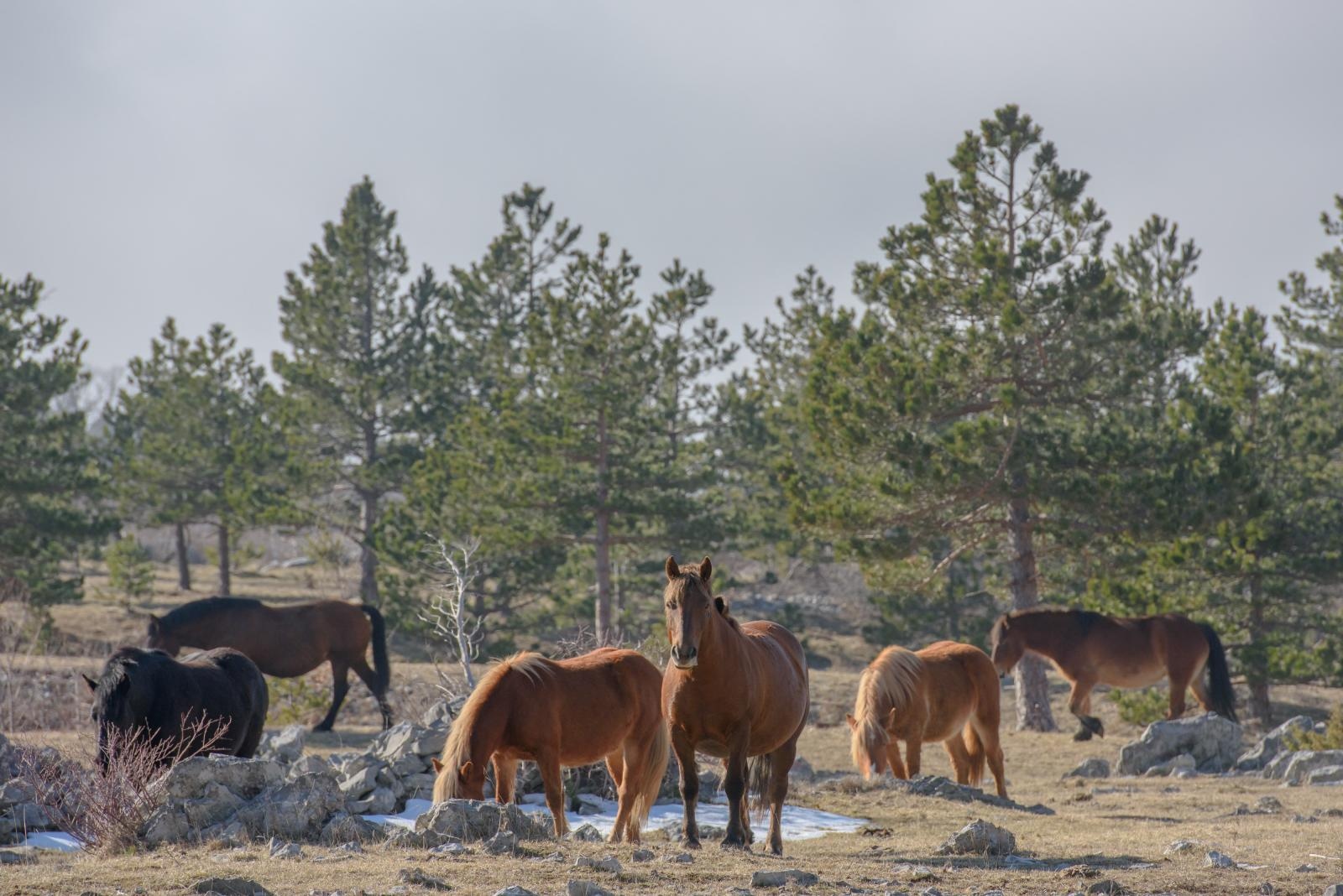 Veliko Rujno: Drago Krapić vlasnik je pedesetak konja koji obitavaju na velebitskim pašnjacima