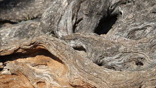 Pag, Lun, 221012.
Berba maslina u lunskom masliniku koji se nalazi kod mjesta Lun na otoku Pagu. Omedjen je suhozidima, prostire se na 400 hektara i sadrzi oko 80.000 stabala maslina. Najveci je maslinik u Hrvatskoj. U Lunskom masliniku rastu brojne jedin Pag, Lun, 221012.
Berba maslina u lunskom masliniku koji se nalazi kod mjesta Lun na otoku Pagu. Omedjen je suhozidima, prostire se na 400 hektara i sadrzi oko 80.000 stabala maslina. Najveci je maslinik u Hrvatskoj. U Lunskom masliniku rastu brojne jedin