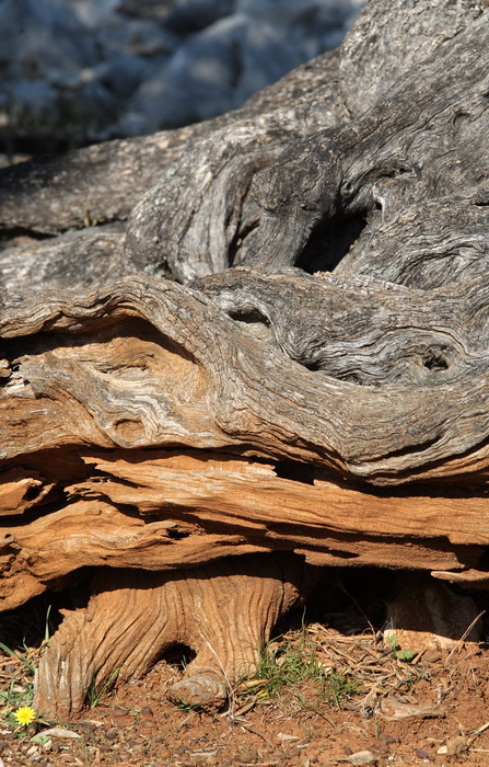 Pag, Lun, 221012.
Berba maslina u lunskom masliniku koji se nalazi kod mjesta Lun na otoku Pagu. Omedjen je suhozidima, prostire se na 400 hektara i sadrzi oko 80.000 stabala maslina. Najveci je maslinik u Hrvatskoj. U Lunskom masliniku rastu brojne jedin Pag, Lun, 221012.
Berba maslina u lunskom masliniku koji se nalazi kod mjesta Lun na otoku Pagu. Omedjen je suhozidima, prostire se na 400 hektara i sadrzi oko 80.000 stabala maslina. Najveci je maslinik u Hrvatskoj. U Lunskom masliniku rastu brojne jedin