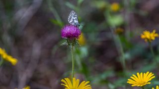 Simpatična galerija koja prikazuje životinjsku farmu na najvišem južnom vrhu Velebita – Crnopcu Simpatična galerija koja prikazuje životinjsku farmu na najvišem južnom vrhu Velebita – Crnopcu