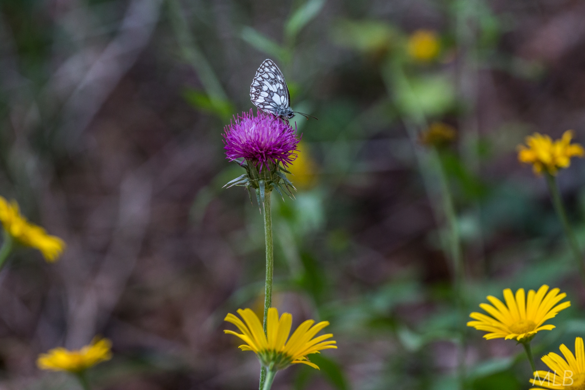 Simpatična galerija koja prikazuje životinjsku farmu na najvišem južnom vrhu Velebita – Crnopcu Simpatična galerija koja prikazuje životinjsku farmu na najvišem južnom vrhu Velebita – Crnopcu