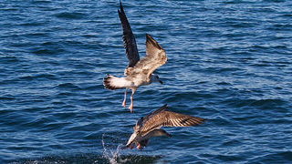Jutarnja svađa galebova, foto: Leo Banić