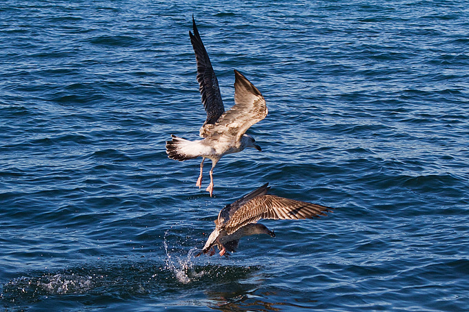Jutarnja svađa galebova, foto: Leo Banić