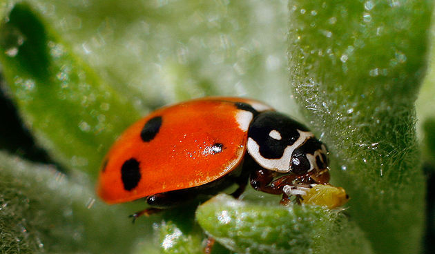 Bubamara, Foto: Leo Banić