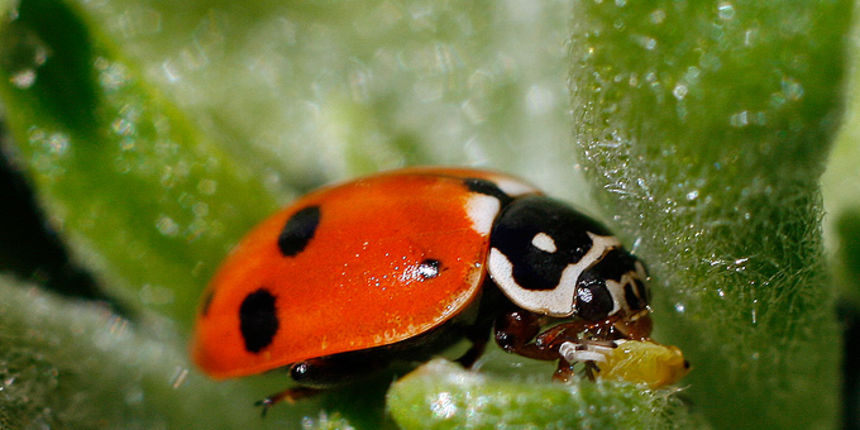 Bubamara, Foto: Leo Banić Bubamara, Foto: Leo Banić