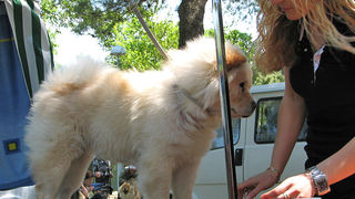 Image 1171083 (auto)