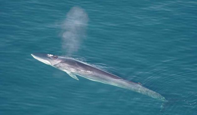 Veliki kit (Balaenoptera physalus) uočen u uvali Rovanjska